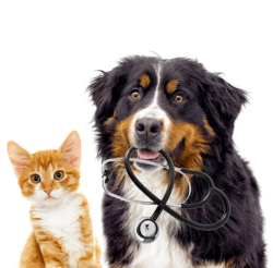 Dog holding stethescope next to cat could be victims of the dog food recall lawsuit